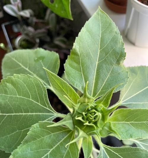 向日葵开花后的处理方法（如何让向日葵更加茂盛）