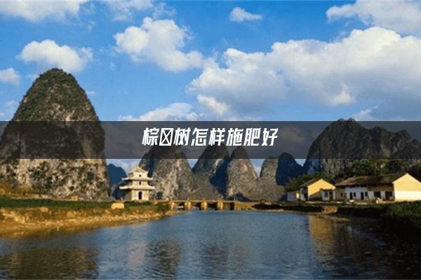棕榈树怎样施肥好