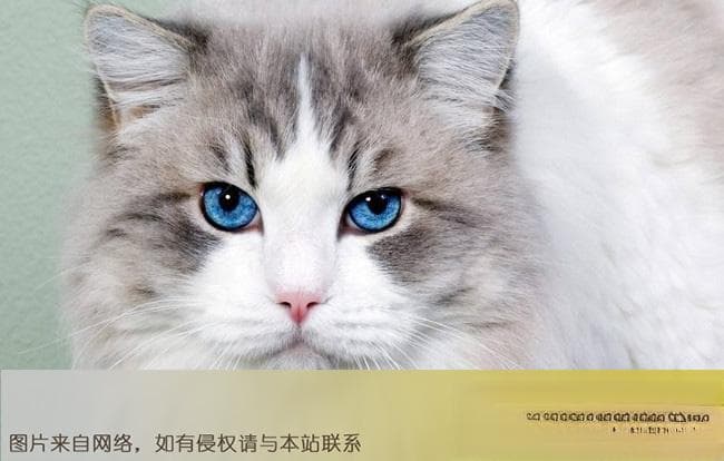 全球十大名贵猫排名榜