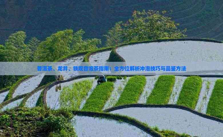 普洱茶、龙井、铁观音泡茶指南：全方位解析冲泡技巧与品鉴方法