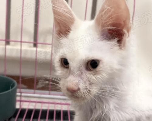 小猫拉稀可以打点滴吗？遇到这种情况该怎么办？