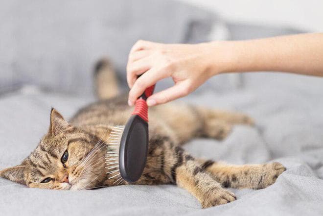 家里养猫,到处都是猫毛怎么办