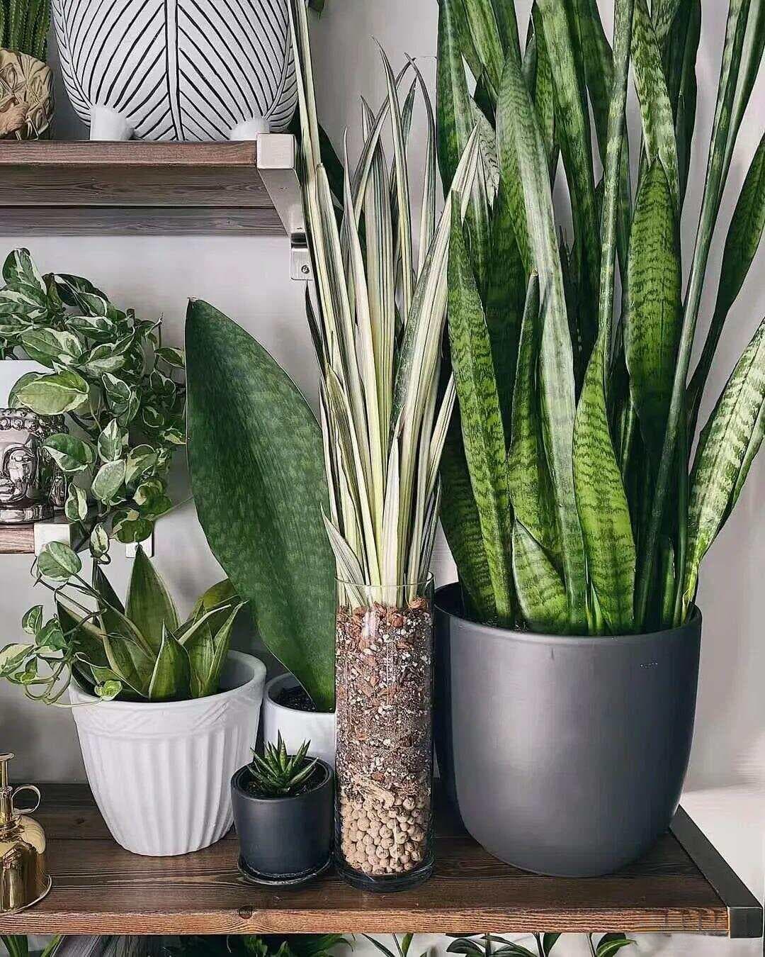 植物大半年不长新叶，盆栽“僵苗”如何恢复？烂根如何处理？