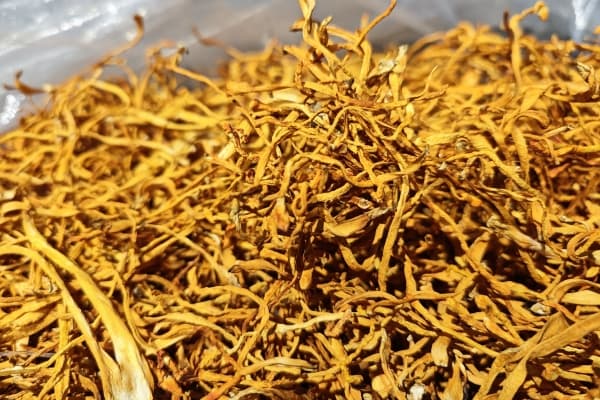 虫草花的适宜人群和禁忌人群