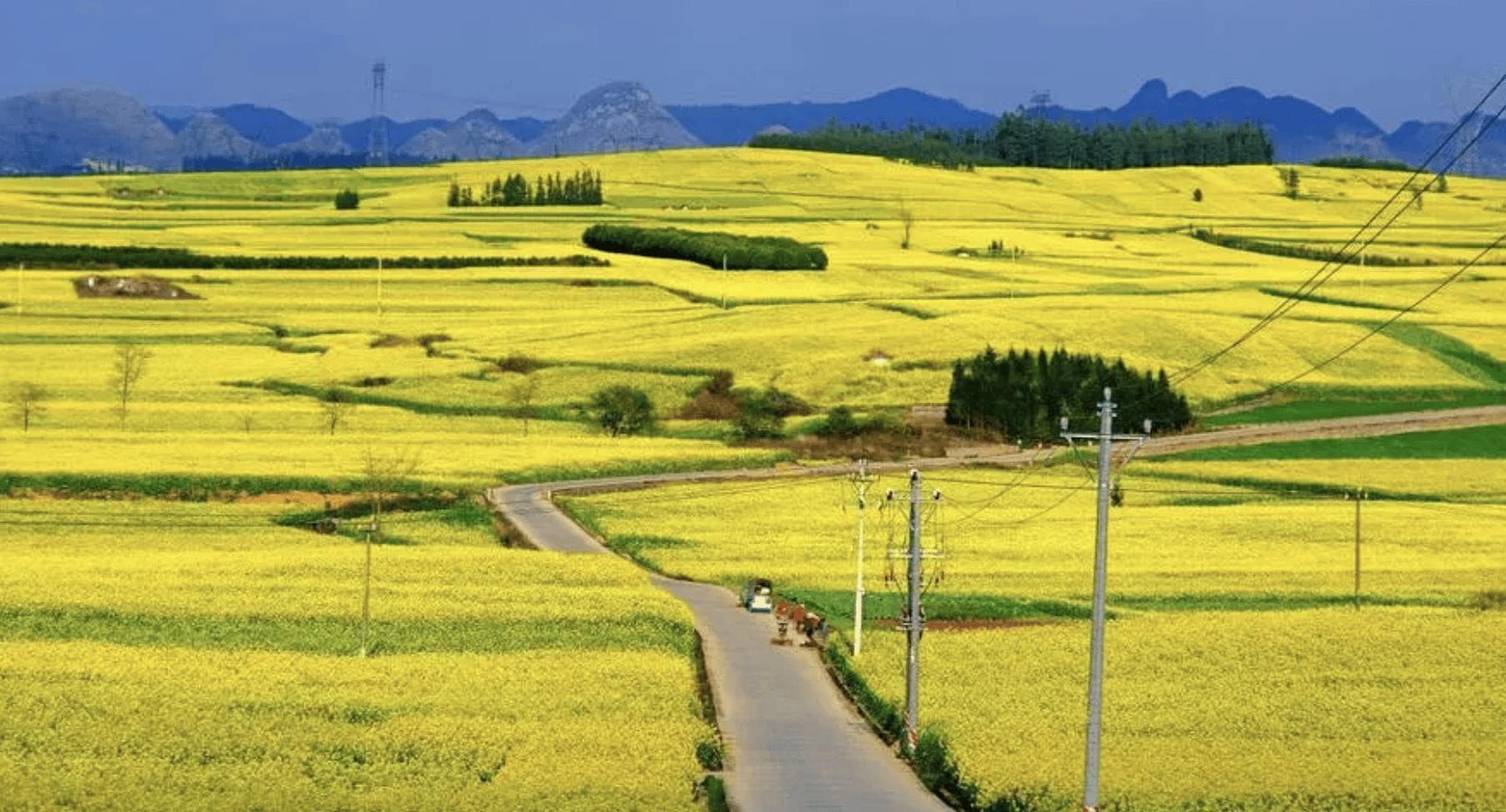 云南罗平旅游必去景点推荐：油菜花海与喀斯特奇观的浪漫邂逅