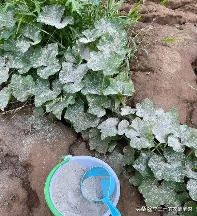 草木灰到底该怎么用？用错了反伤根烧叶，老农民教你这样用才对