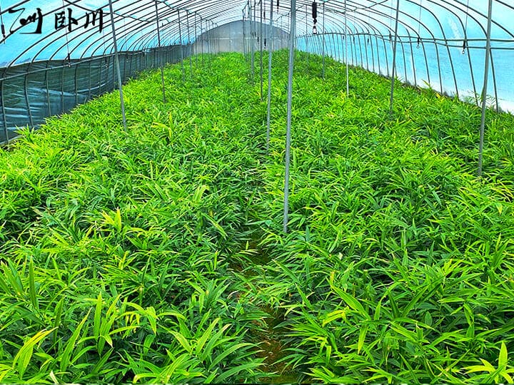小叶黄精与大叶黄精的产地及环境要求与适宜种植地区