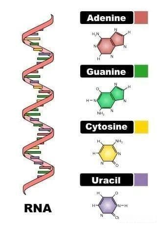 一文读懂mRNA rRNA tRNA结构和功能
