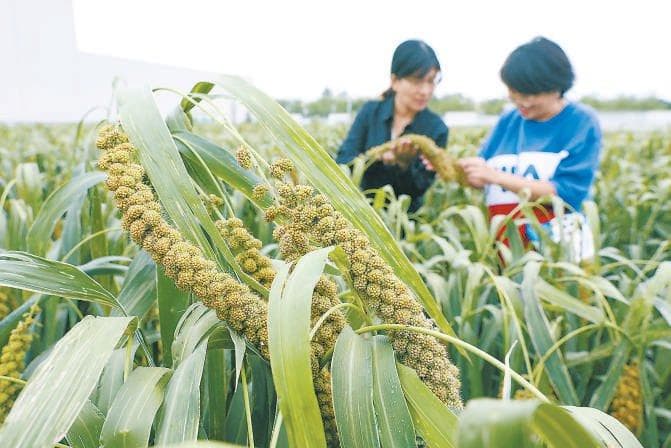 “张杂谷”：中国自主研发谷种亩产破800公斤，已推广4000万亩