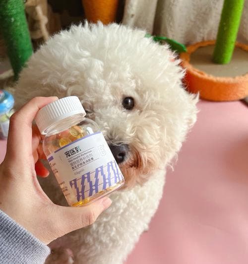 鱼油对狗狗的影响：从好处到副作用的全面解析