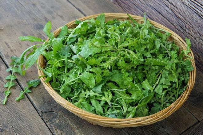 春天挖荠菜，分清“紫色”和“绿色”很重要，差别不少，弄懂再挖
