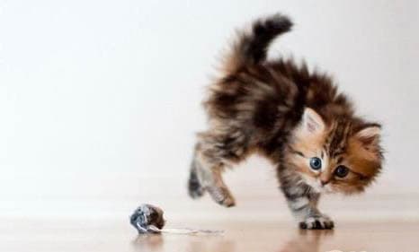 猫咪能闻风油精吗？为什么不能闻
