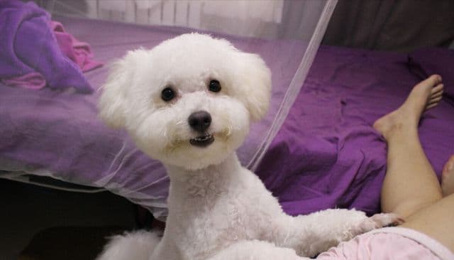 比熊犬名字大全：公比熊时髦好听的名字都在这了