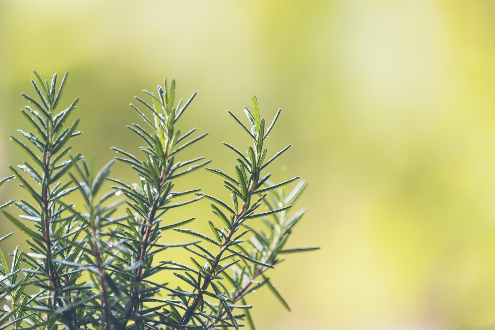 迷迭香如何种植和护理 迷迭香的生长环境要求