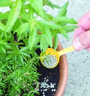太阳花肥料施用技巧大揭秘：让花朵茁壮成长