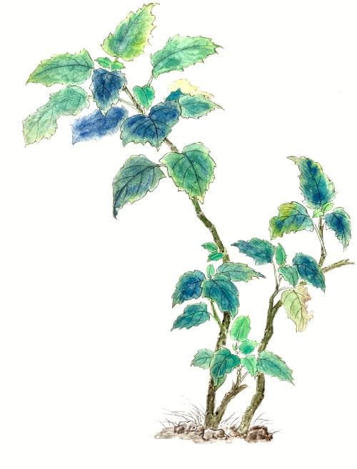 石牌广藿香去哪了