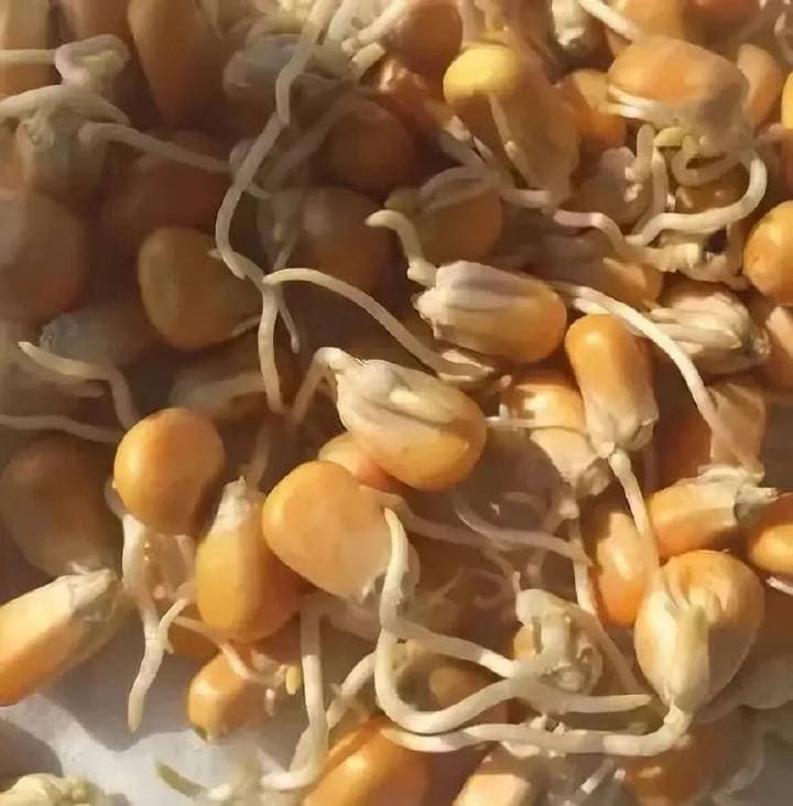 影响甜玉米种子发芽的几大关键因素……
