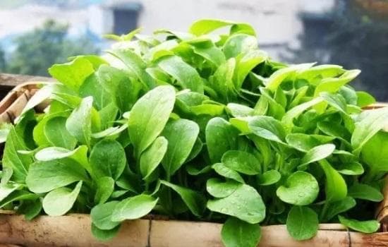 盆栽番茄的养殖方法和注意事项有哪些？