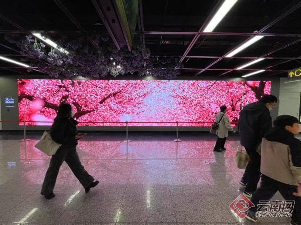 数字花海舞动地铁：昆明地铁4号线率先引爆春城观花潮