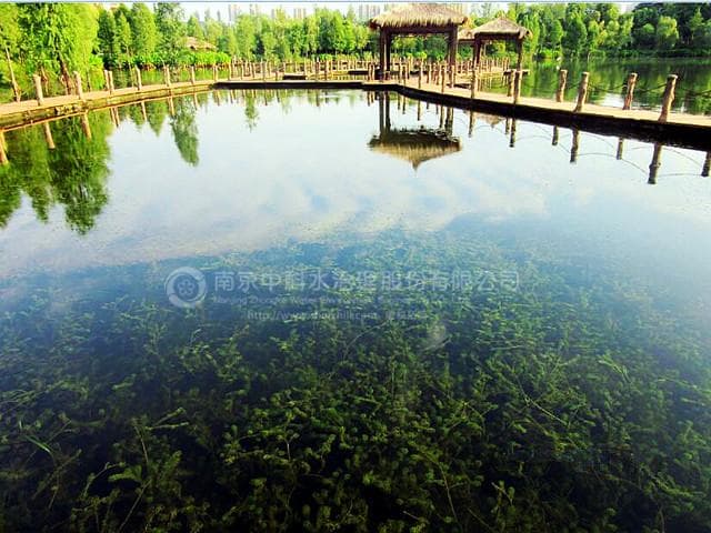 观音塘湿地公园生态修复项目竣工验收，将成重庆首个水下森林景观