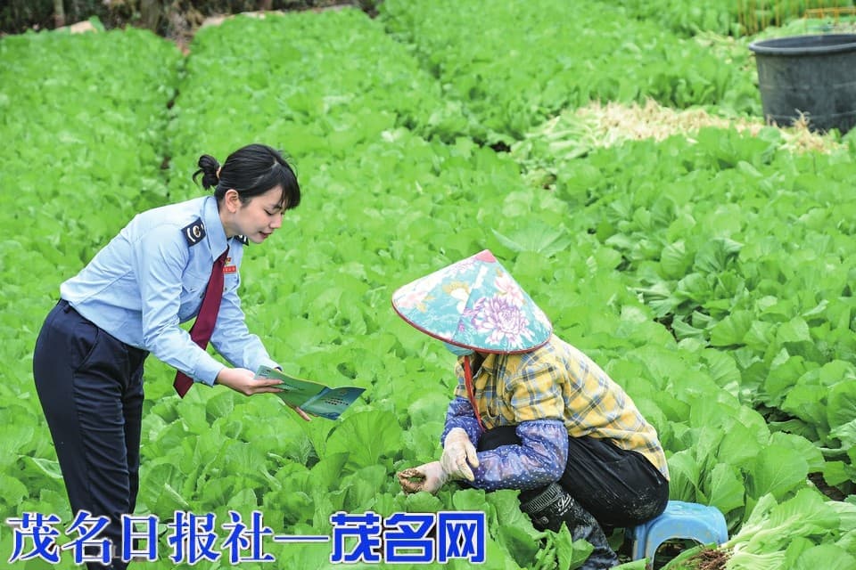 水东芥菜变身“致富菜”