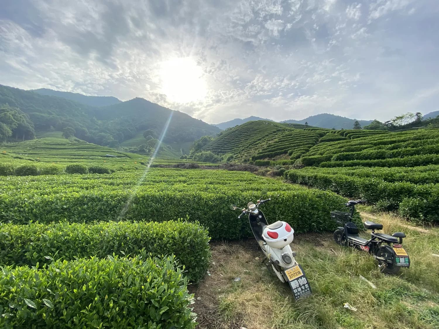 中国农科院茶叶所：科技赋能茶苗健康，守护茶园生态安全