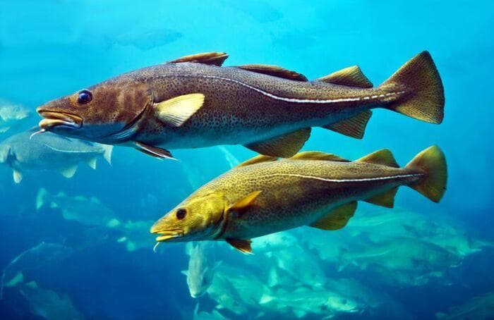 鳕鱼（Cod Fish）全面解析：物种、分布、保护与经济价值