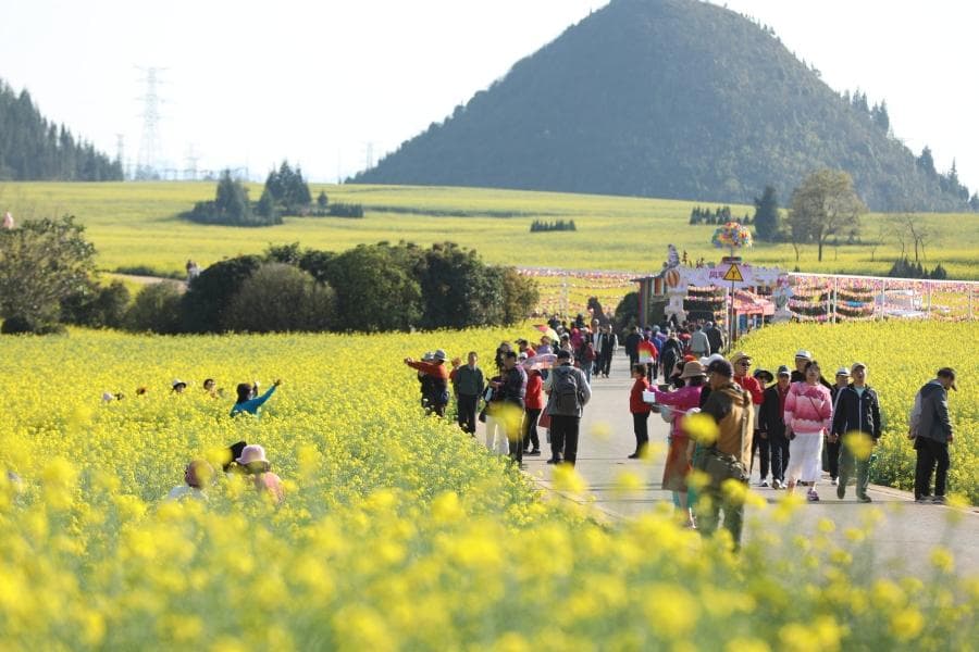 云南罗平：以花为乐 奏响全域旅游最强音