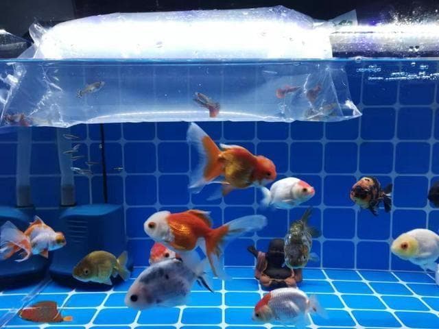 观赏鱼长途运输要充什么氧（观赏鱼长途运输的科学原理）