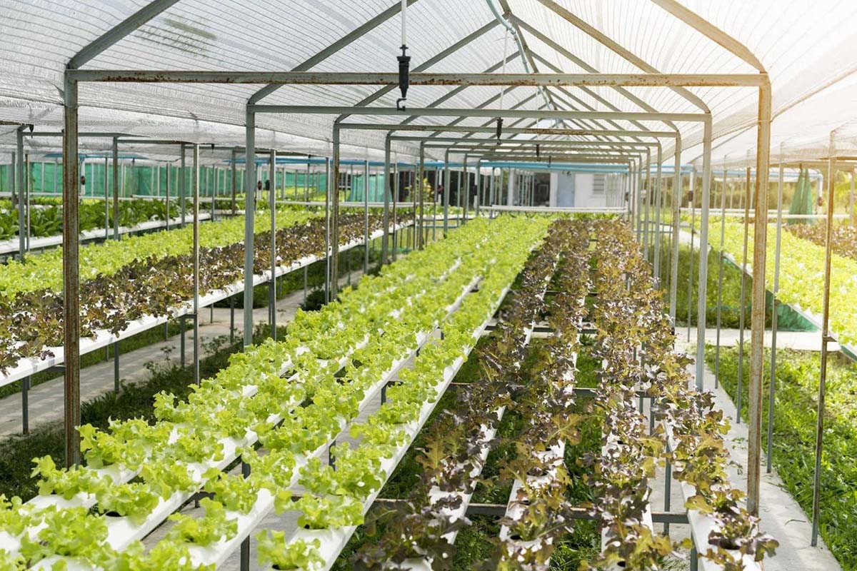 大棚蔬菜的气候灾害防护策略