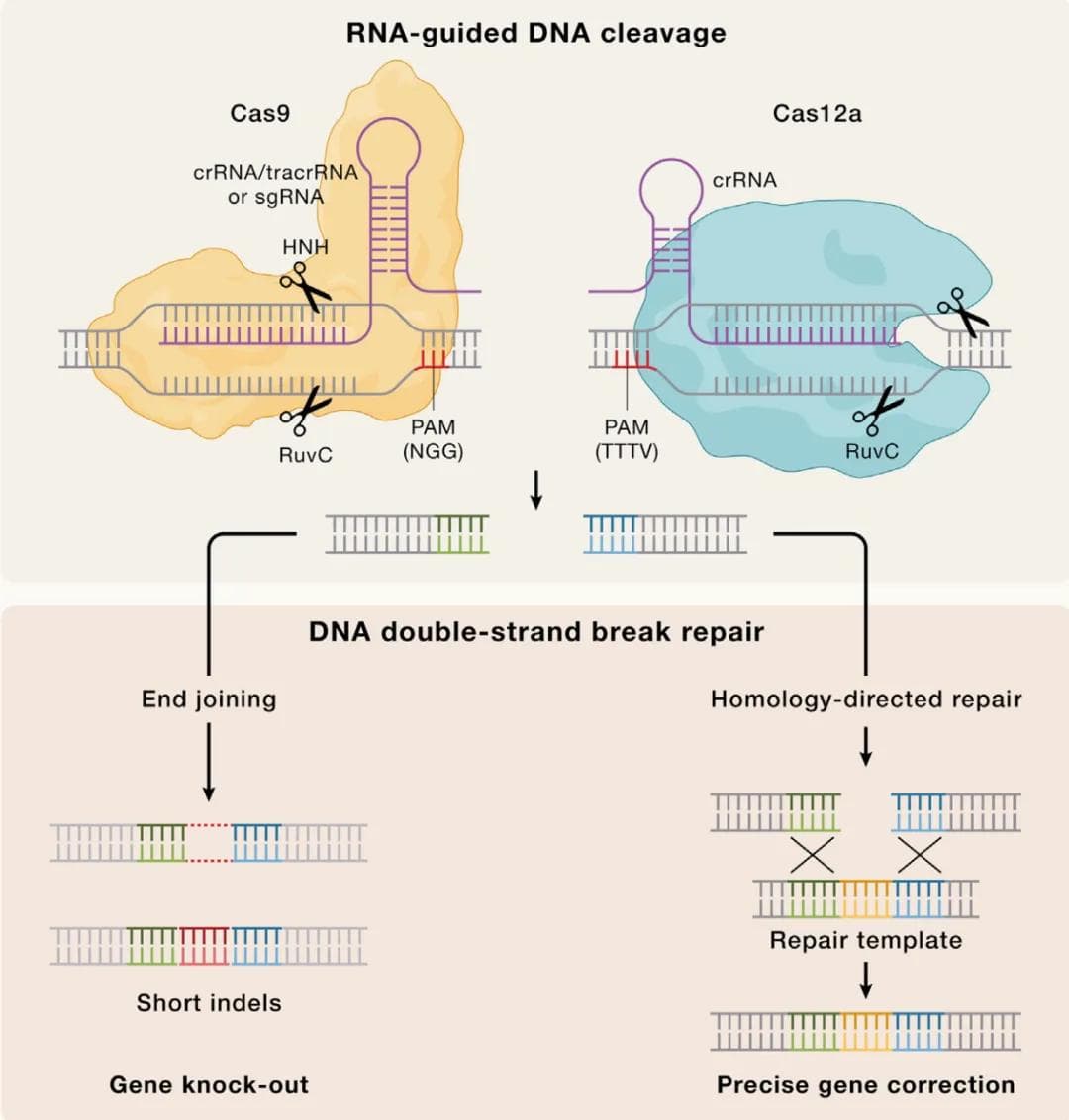 Cell 综述：CRISPR 基因组编辑技术的过去、现在和未来