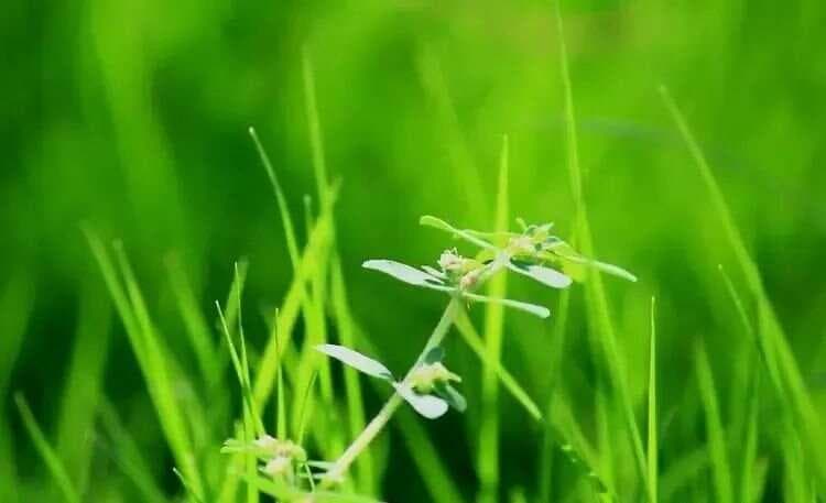 创造诗歌意象的一般方法