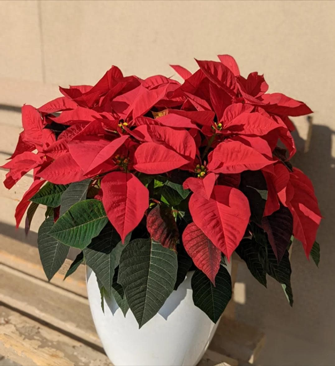 4种漂亮花很常见，别在家里养，不是迷信，老花匠的话要听