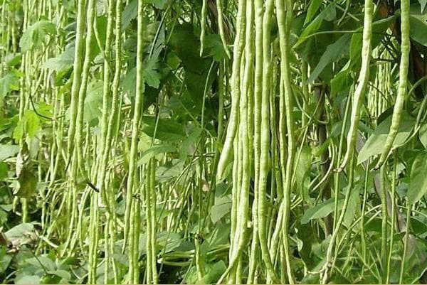 秋豆角什么时候种？