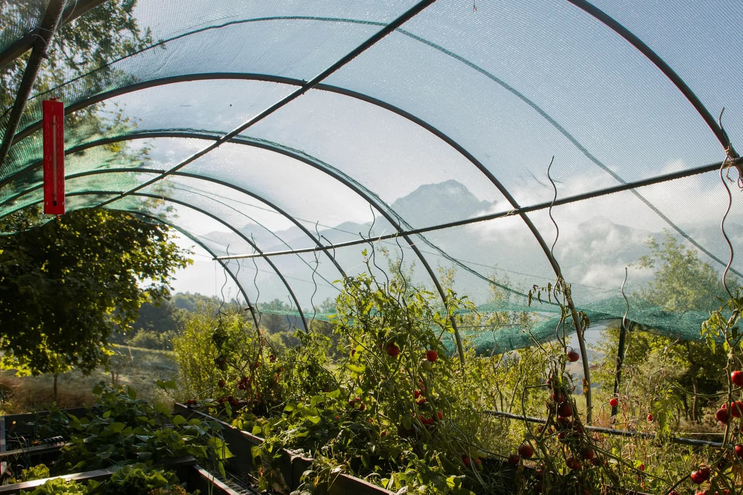 塑料布小拱棚种菜法：低成本高收益的冬季蔬菜种植方案
