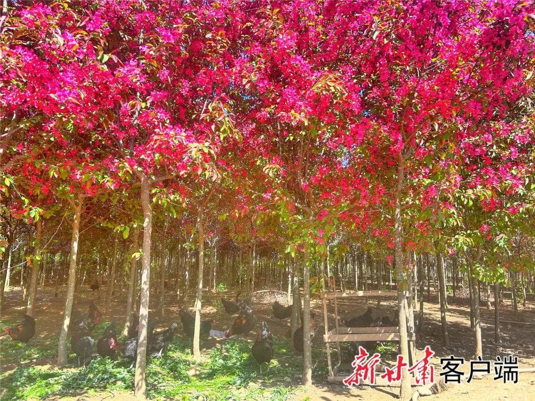 以林养鸡 以鸡促林 林鸡共生——两当县探索生态产品价值向经济效益转化
