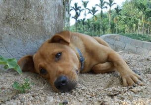 狗狗死后埋了多久腐烂