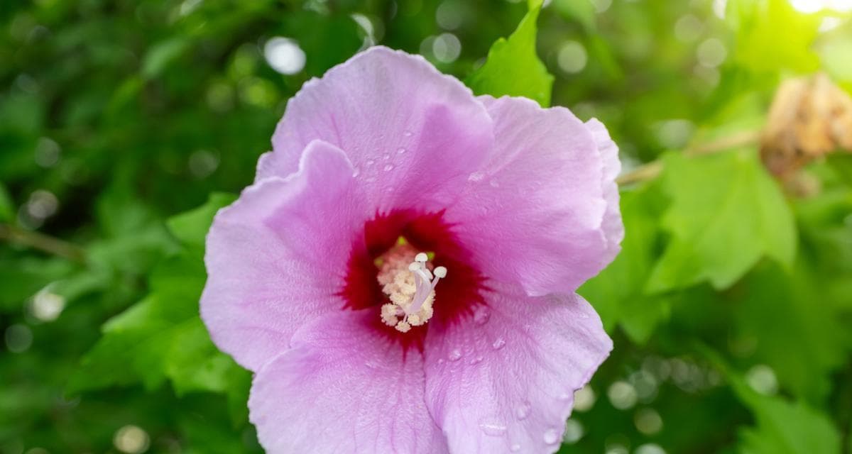木槿花不同颜色的花语有何不同？各自代表什么？