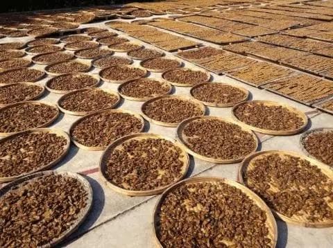 中药材干燥技术全解析：传统与现代方法对比