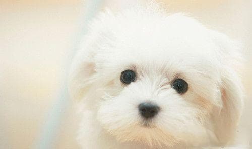狗狗肾衰竭怎么办？定期进行健康检查