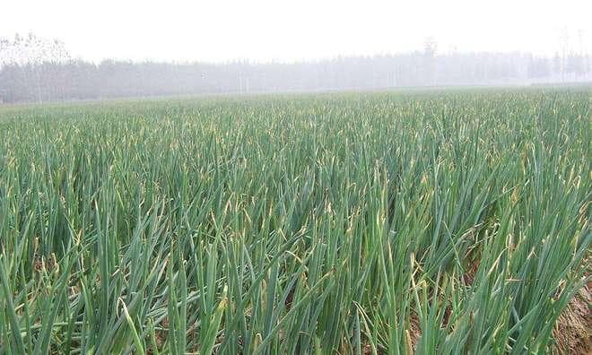 独头蒜几月份种植合适？最佳种植时间是什么时候？