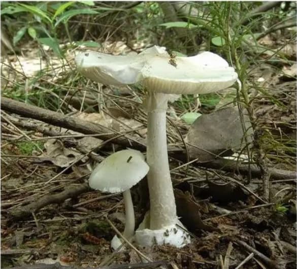 肉眼难辨！这三种最容易混淆的常见蘑菇，认错易中毒
