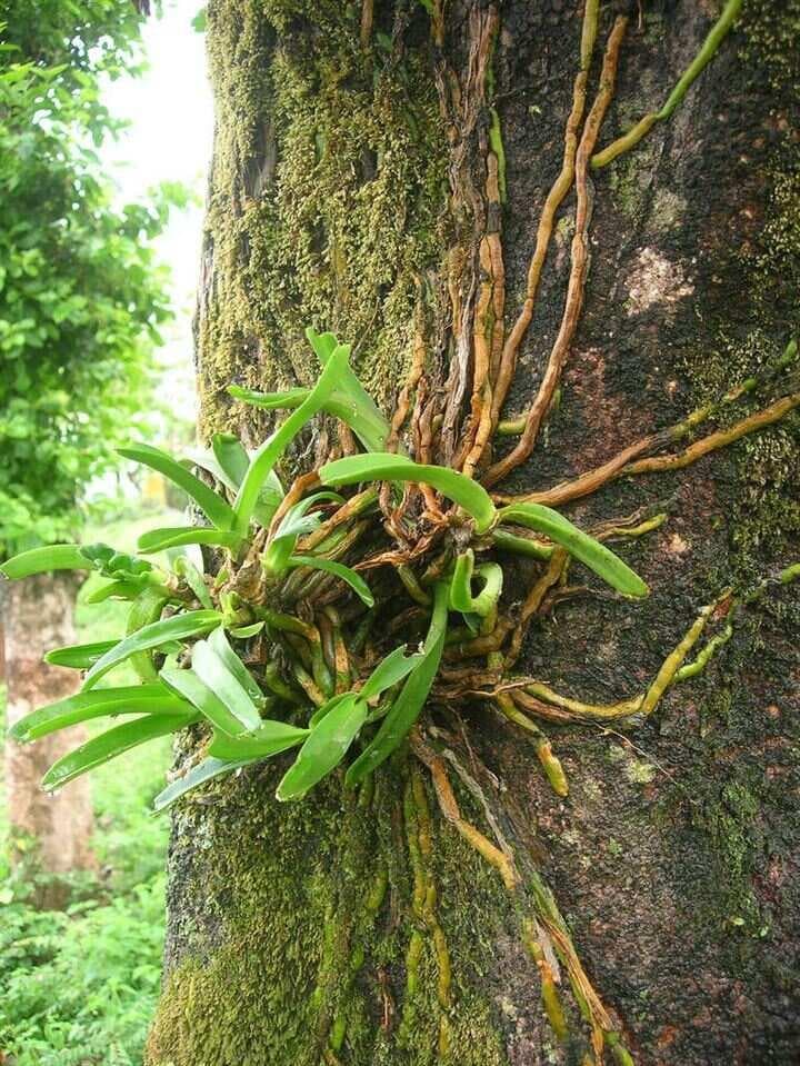 神奇寄生植物：为什么都是药