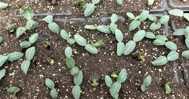 丝瓜种子催芽方法及如何判断催芽是否完成，盆栽的丝瓜如何种植？