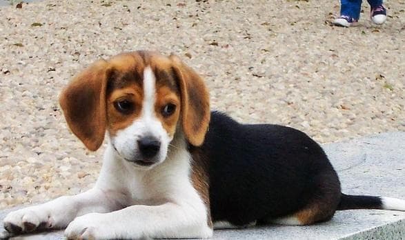 比格犬饲养指南：从零开始，成为比格犬专家