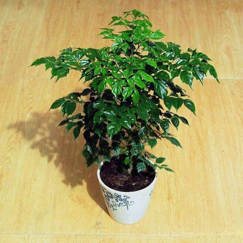 冬季养幸福树，注意这一点，轻松过冬不掉叶