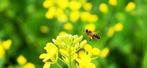 油菜花古诗赏析：21首唯美诗句带你领略春天之美
