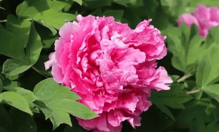 牡丹什么时候种植合适？有哪些科学的管理措施？