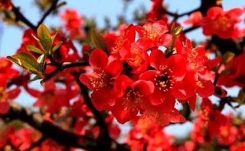 《大鱼海棠》承启楼旅游攻略