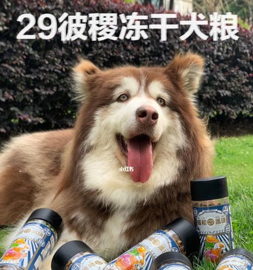 秋葵：狗狗的营养宝库，食用指南与注意事项